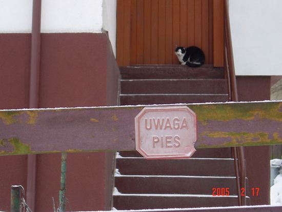 Obraz