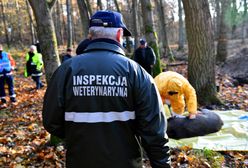 Wprowadzono czerwoną strefę ASF. Zakazano wchodzenia do lasów