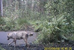 Pierwszy od pół wieku wilk w Kampinoskim Parku Narodowym. Mamy nagranie [WIDEO]