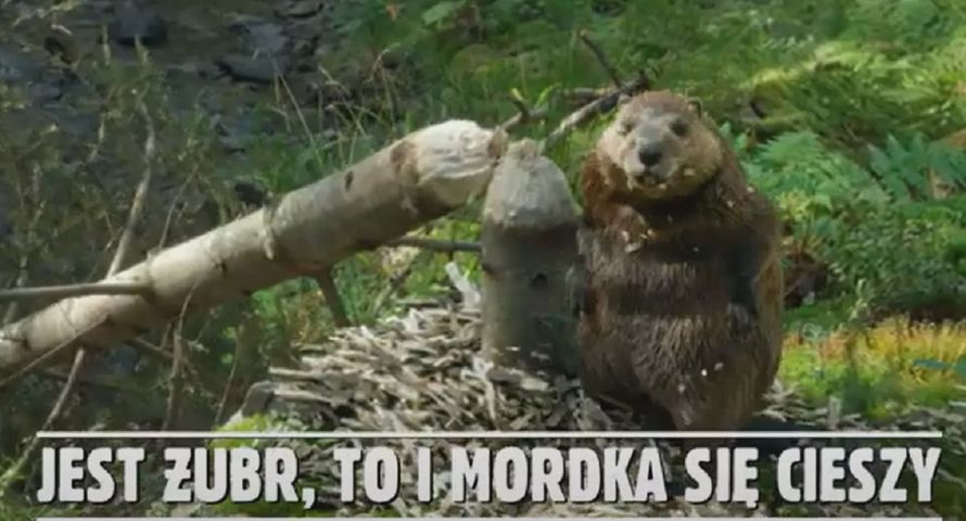 "Mordka się cieszy" w nowej reklamie Żubra