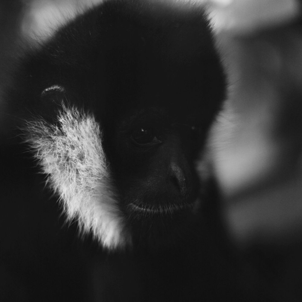 Bardziej ludzkie od ludzi. Wyjątkowe portrety zwierząt autorstwa Jacka Kusza [wywiad] 14