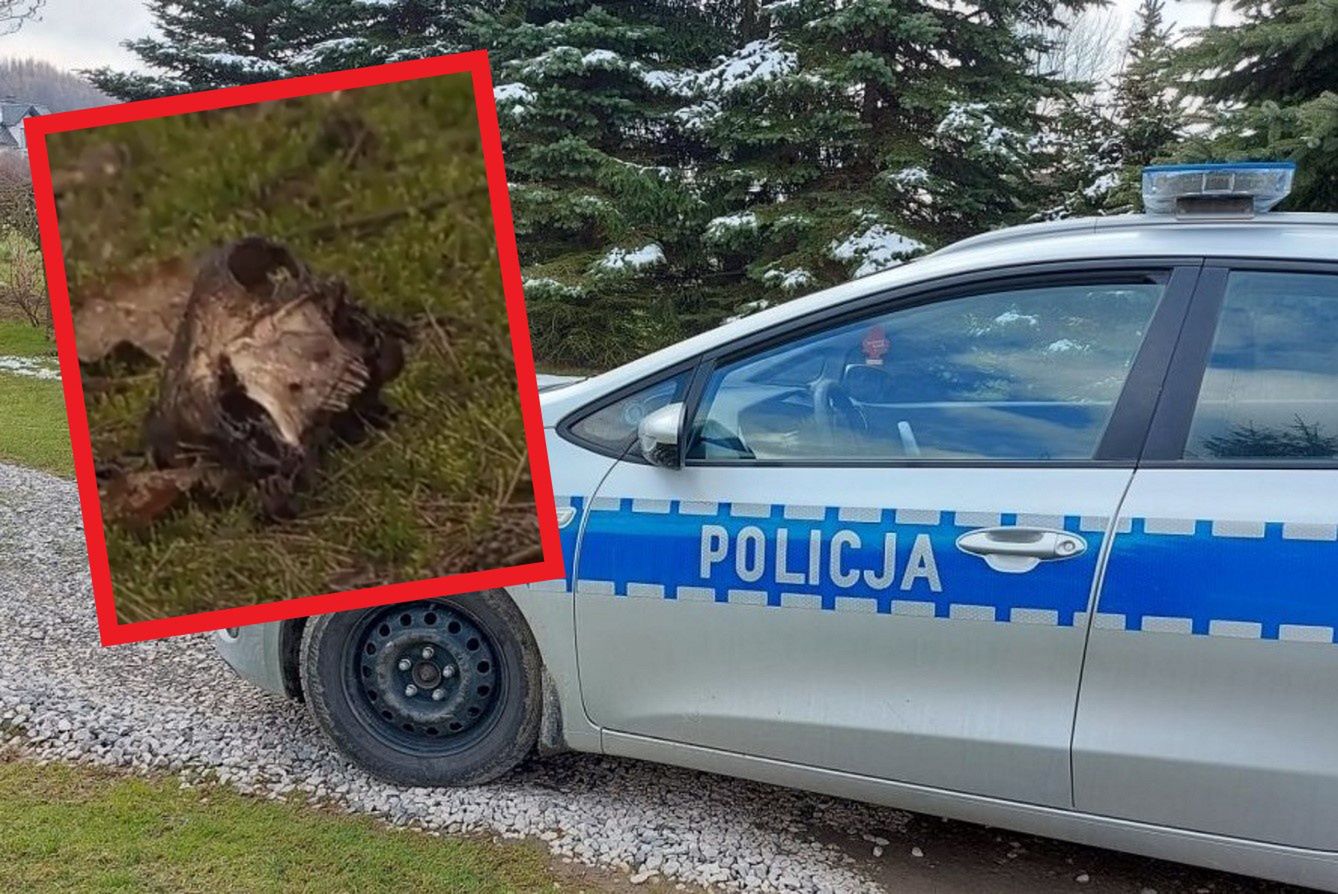 Makabrycznego odkrycie w lesie w okolicach Marianowa Brodowskiego koło Środy Wielkopolskiej.
