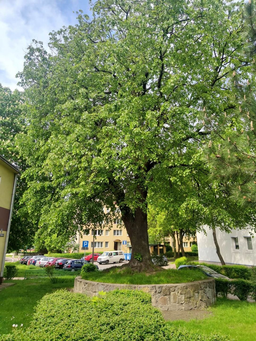 Lipa drobnolistna na ul. Okrzei