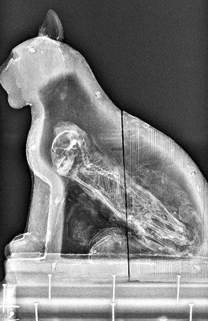 Egipska rzeźba kota z szczątkami prawdziwego zwierzęca wewnątrz.