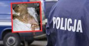 Głodne i brudne. Lekarz nigdy wcześniej nie widział takich zaniedbań