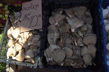 Przypomina kolonie morskich ostryg, a jest grzybem. To popularny boczniak!