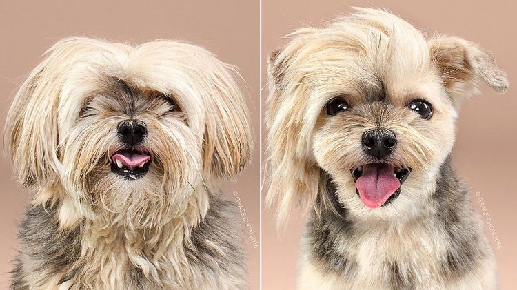 Szałowe metamorfozy psiaków na zdjęciach Grace Chon 1