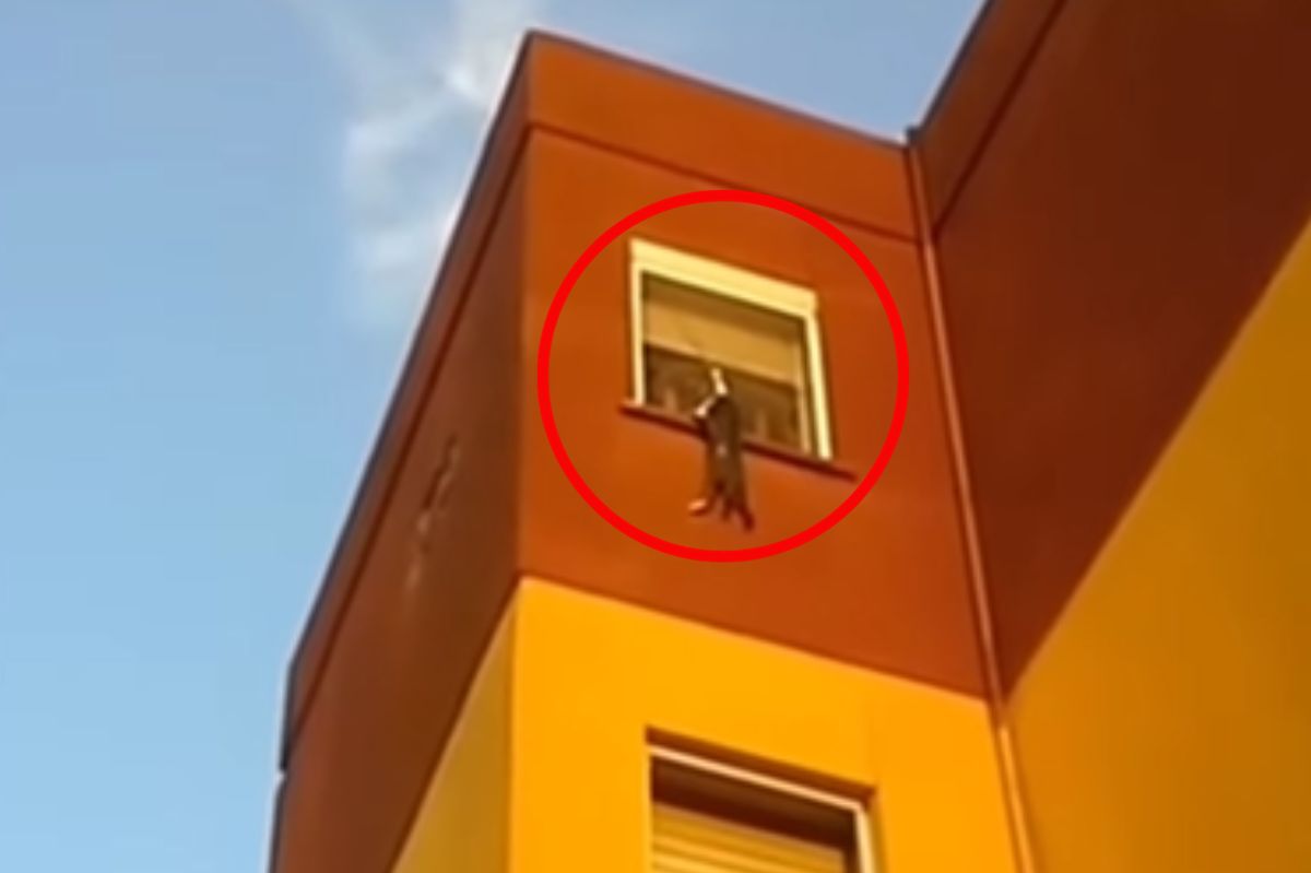 Sąsiedzi ratowali kota, który zawisł na oknie