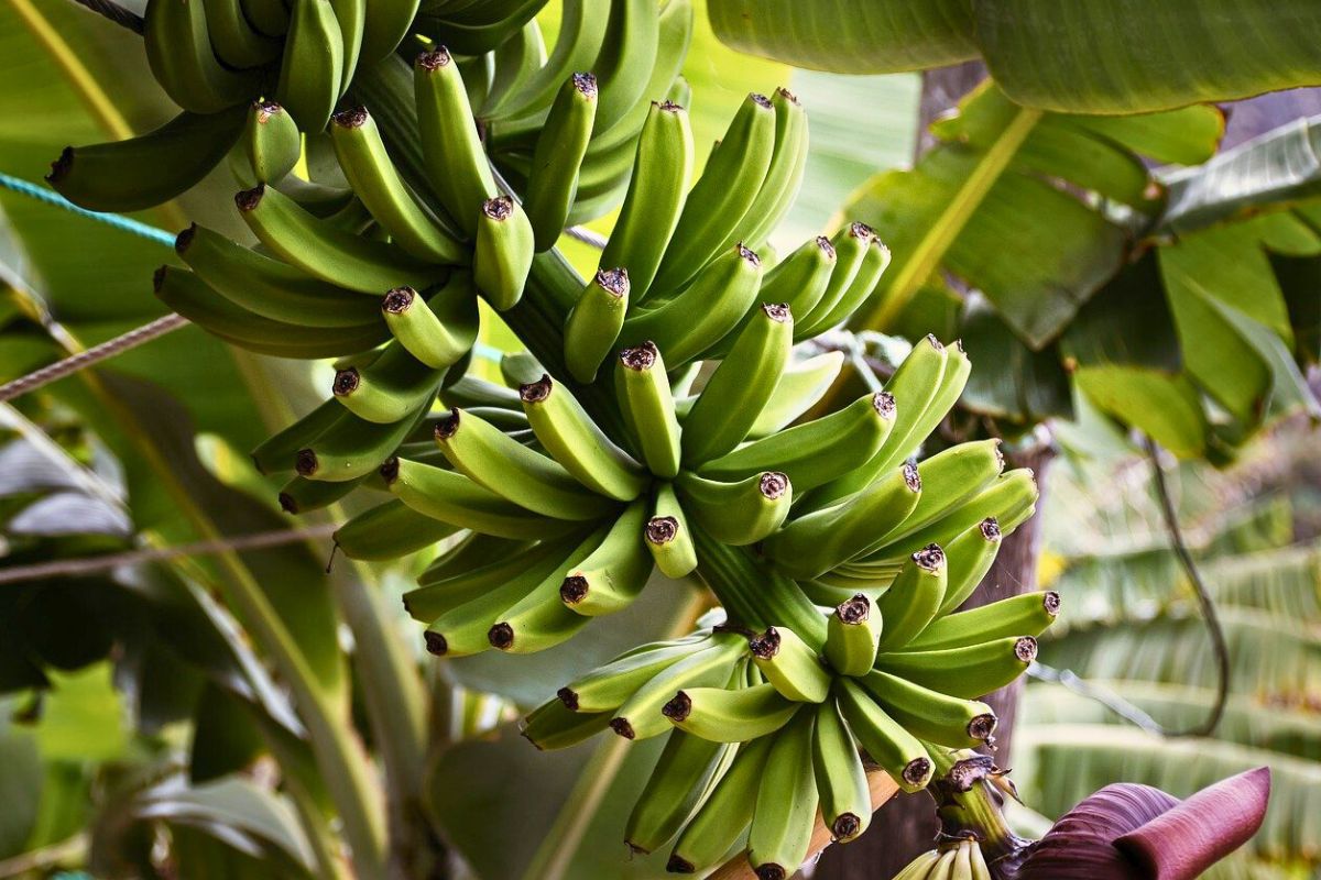 Banany nie rosną ze względu na panującą na plantacjach zarazę 