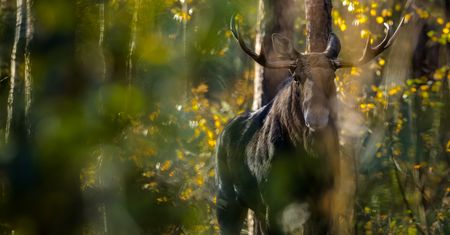 Ochrona łosi przynosi efekty. "Trudno byłoby sobie wyobrazić, że może tam dotrzeć"