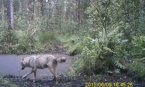 Pierwszy od pół wieku wilk w Kampinoskim Parku Narodowym. Mamy nagranie [WIDEO]