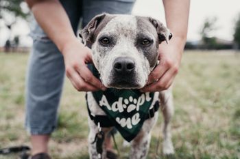 Kobieta zaalarmowała policję i Animal Patrol. Zauważyła głodzone psy