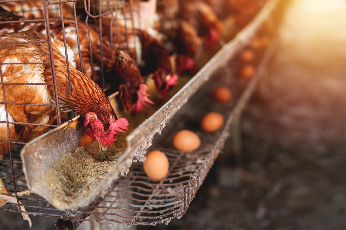 Jajka z chowu klatkowego - czy są mniej zdrowe od "zerówek"?