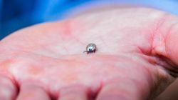 Sezon na kleszcze trwa. Ekspert ostrzega, że będą bardzo aktywne jesienią