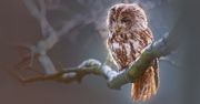 Sztuka Natury w obiektywie – wyjątkowa wystawa w galerii „Migawka”