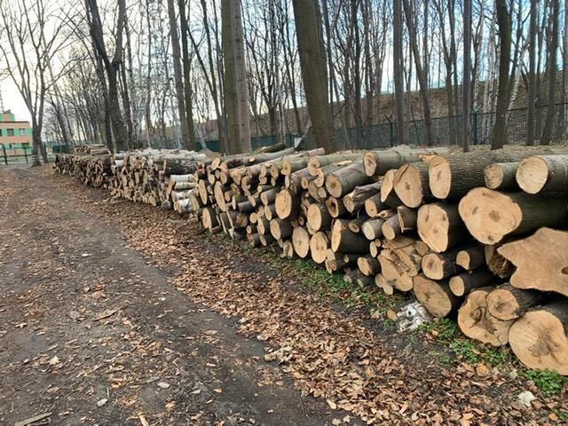Gdańsk. Na Westerplatte wycięto ponad 200 drzew
