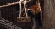 Szamoca, Adoany i Igo lemury wyginają śmiało ciało w płockim zoo!