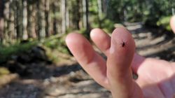 Nietypowe objawy boreliozy. Łatwo zignorować, bo każdy wygląda rumienia 