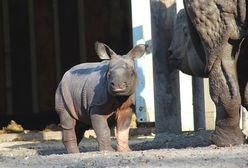 Pierwszy spacer małego nosorożca (ZDJĘCIA)