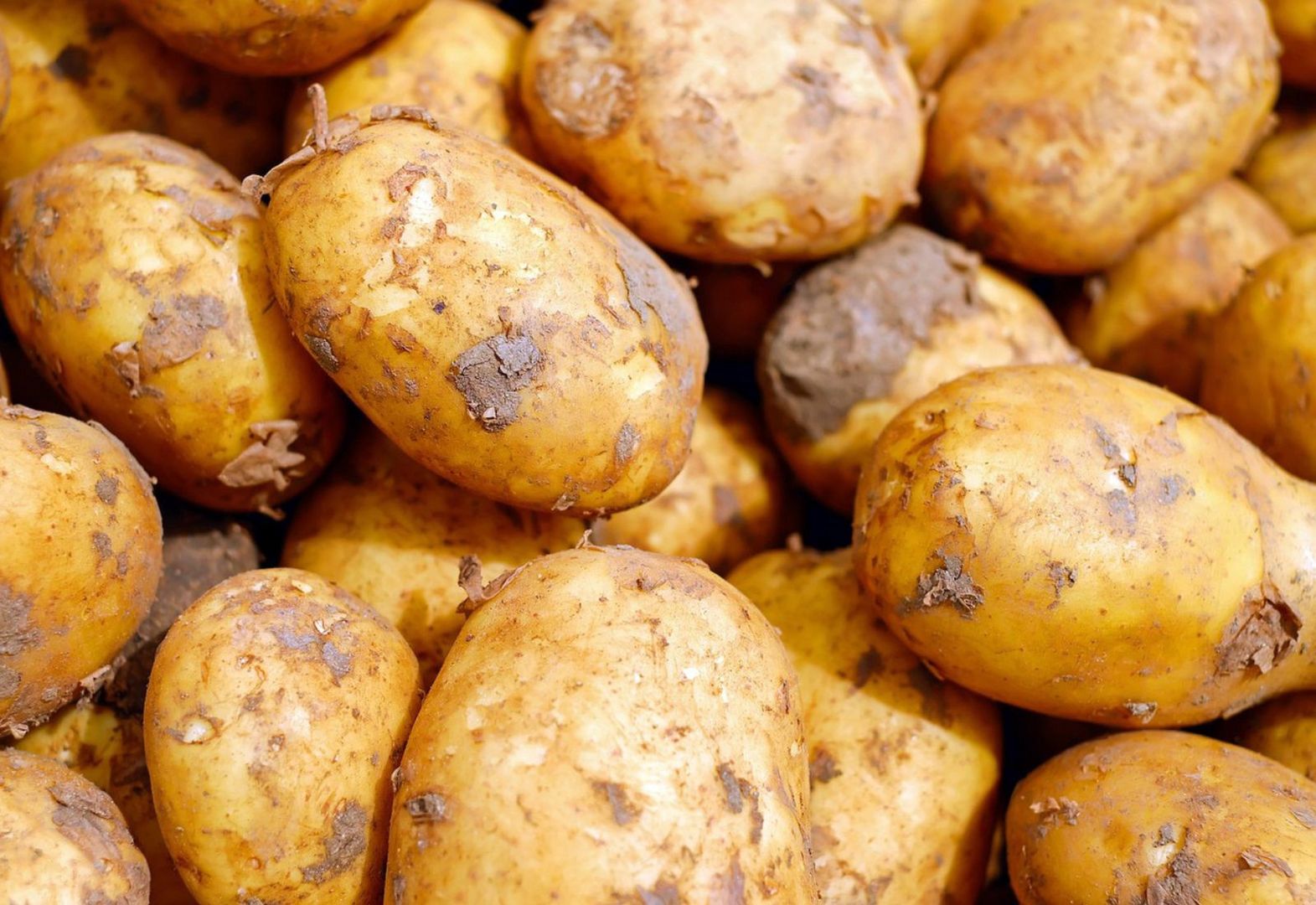 Ile kosztuje worek młodych ziemniaków? Sprawdzamy ceny u rolników