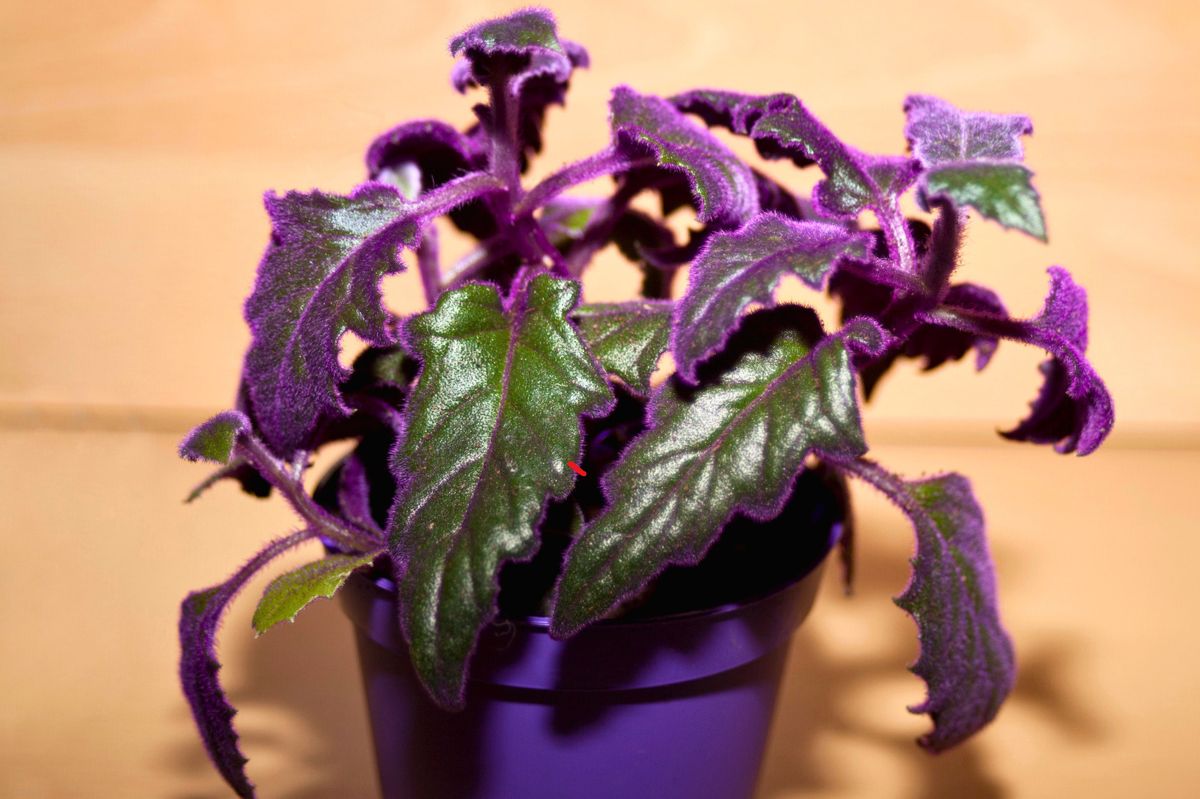 Plant with purple leaves in a pot