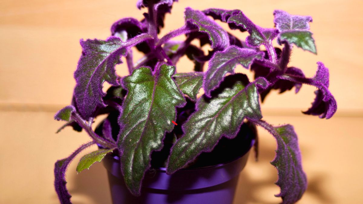 Roślina z fioletowymi liśćmi w doniczce