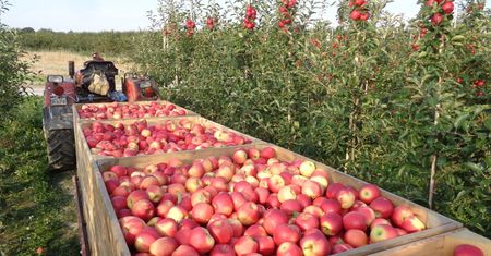 Spadek cen jabłek zagraża sadownikom. Boją się kolejnych obniżek