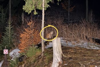 Było już po zmroku. Nagle zobaczył go w Tatrach
