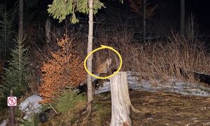 Było już po zmroku. Nagle zobaczył go w Tatrach