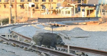 Dzikie świnie mnożą się w Fukushimie. Mają być radioaktywne