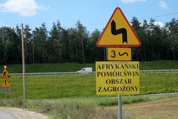 Pomorze: Trwa walka z ASF. Wojewoda wprowadza zakaz polowań zbiorowych