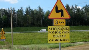 Pomorze: Trwa walka z ASF. Wojewoda wprowadza zakaz polowań zbiorowych