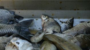Nadciąga złota alga. 260 kg śniętych ryb wyłowionych z Kanału Gliwickiego