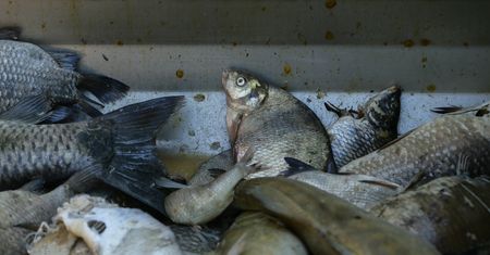 Nadciąga złota alga. 260 kg śniętych ryb wyłowionych z Kanału Gliwickiego
