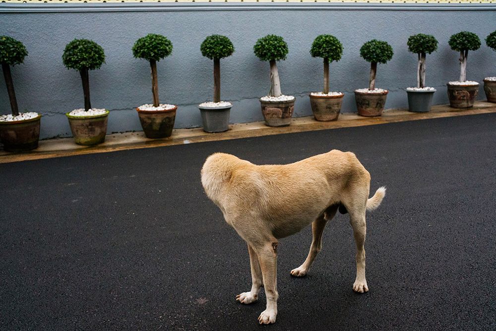 Tajlandzka fotografia uliczna Taveponga Pratoomwonga, czyli świeżość, humor i ciekawe kadry 9