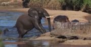 Słoń zaatakował hipopotama. Niezwykłe nagranie z safari