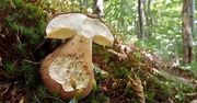 Pierwsze grzyby w baligrodzkich lasach. Niezwykłe nagranie z Bieszczad