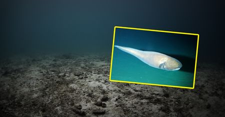 10 km pod powierzchnią oceanu. W rowie odkryto nieznane nauce gatunki