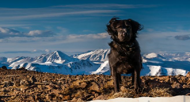 Wielmożny Igor, 10minutspokoju, LoJournal i Ciocia Liestyle reklamują Purinę