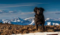 Wielmożny Igor, 10minutspokoju, LoJournal i Ciocia Liestyle reklamują Purinę