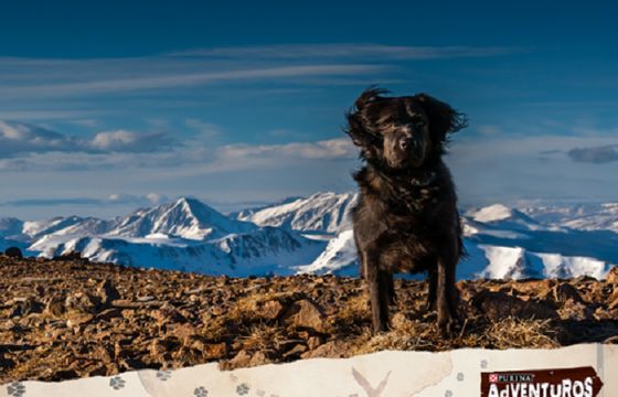 Wielmożny Igor, 10minutspokoju, LoJournal i Ciocia Liestyle reklamują Purinę