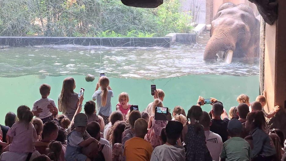 ZOO Łódź, kąpiel słoni