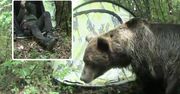 Niedźwiedź podszedł do namiotu w Bieszczadach. Internauci reagują
