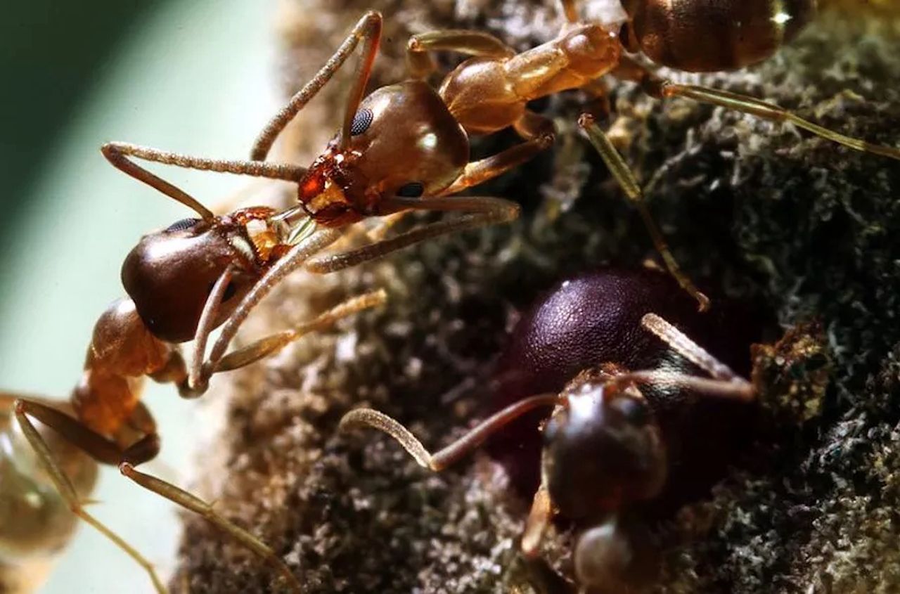 Mrówki uczą się szybciej po kofeinie