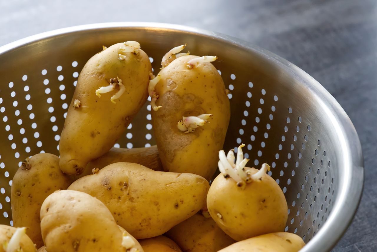 Why you should think twice before cooking sprouted potatoes: The hidden dangers of solanine