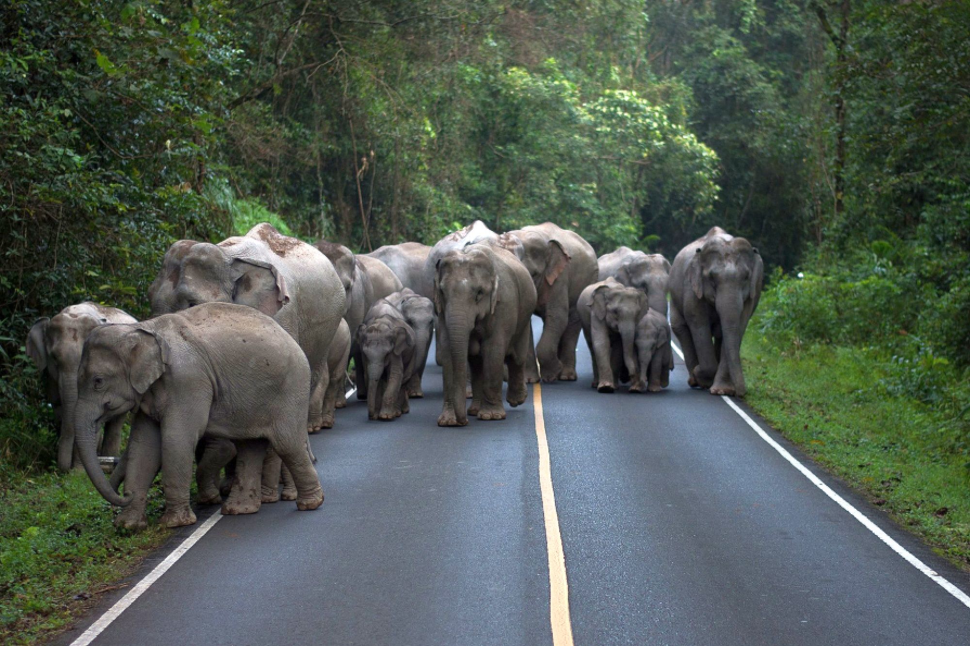 Zdarza się, że na drogi wychodzi nawet kilkanaście słoni