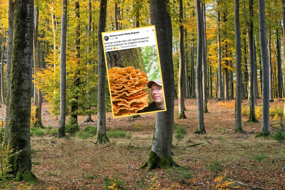 "Smakuje jak kurczak". Leśnik pokazał niezwykłego grzyba