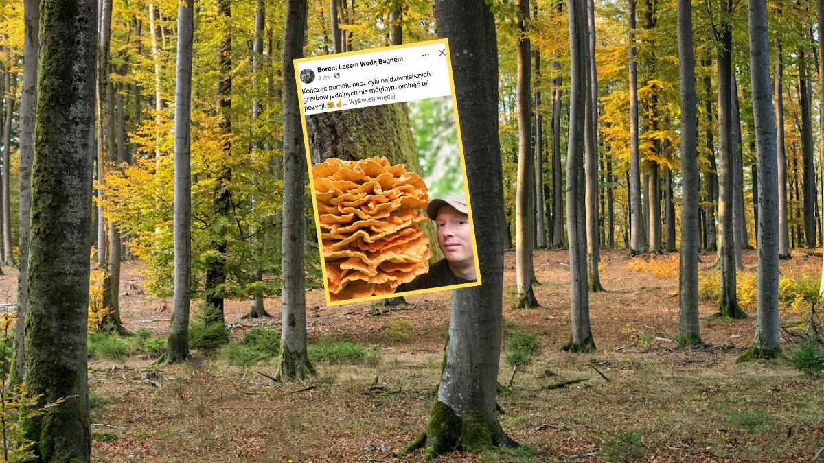 Leśnik pokazał żółciaka siarkowego