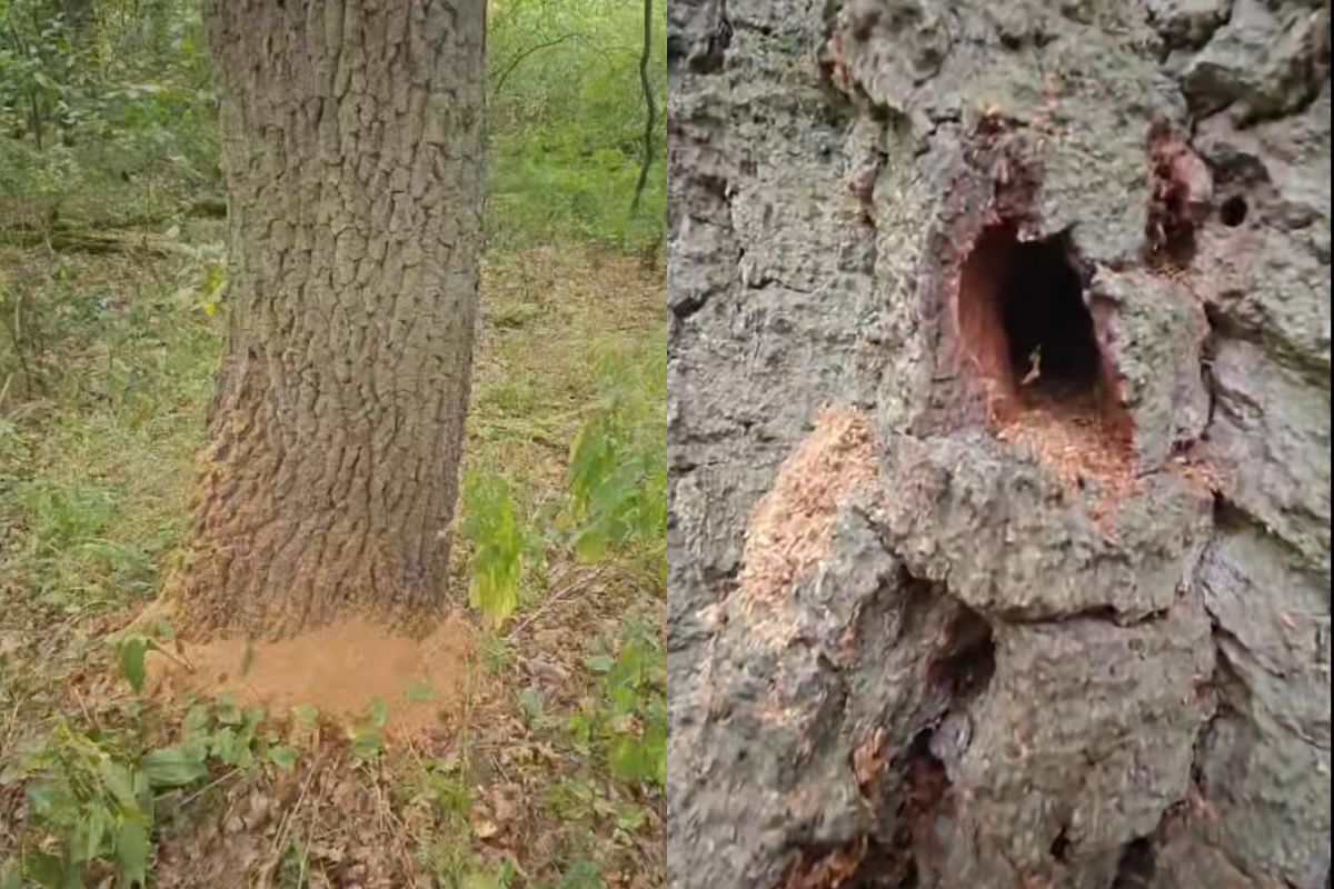 Jeden z największych owadów. Oto do czego jest zdolny. Zdjęcie z Polski