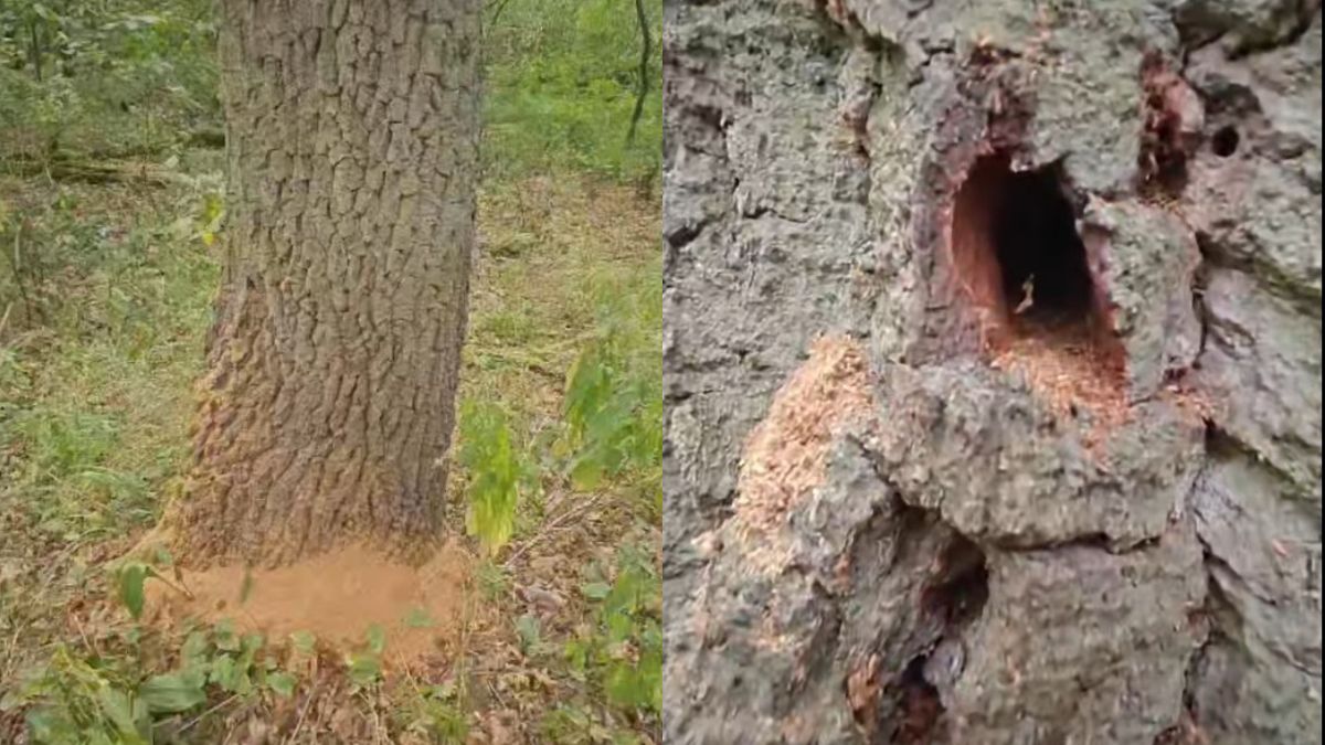 Leśnicy pokazali drzewo ze śladami użytkowania kozioroga dębosza
